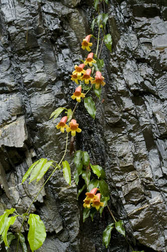 Bignonia capreolata